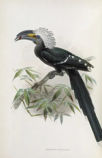 Anorrhinus albocristatus by Daniel Giraud Elliot, 1882 — digital art print download