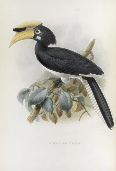 Anthracoceros convexus by Daniel Giraud Elliot, 1882 — digital art print download