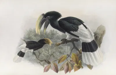 Bycanistes albotibialis by Daniel Giraud Elliot, 1882 — digital art print download