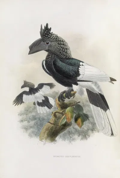 Bycanistes subcylindricus by Daniel Giraud Elliot, 1882 — digital art print download