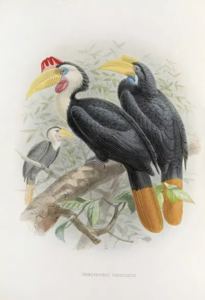 Cranorrhinus corrugatus by Daniel Giraud Elliot, 1882 — digital art print download