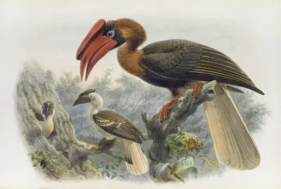 Hydrocorax planicornis by Daniel Giraud Elliot, 1882 — digital art print download