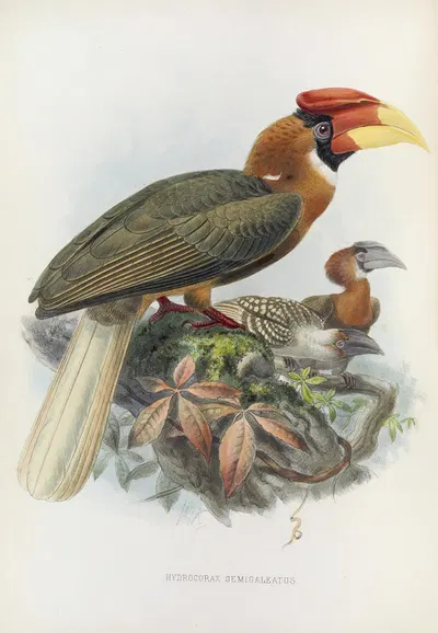 Hydrocorax semigaleatus by Daniel Giraud Elliot, 1882 — digital art print download