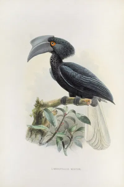 Limonophalus montani by Daniel Giraud Elliot, 1882 — digital art print download