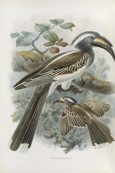 Lophoceros nasutus by Daniel Giraud Elliot, 1882 — digital art print download