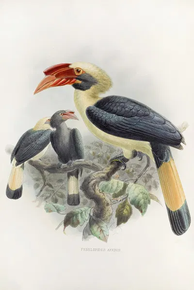 Penelopides affinis by Daniel Giraud Elliot, 1882 — digital art print download