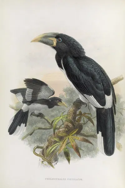 Pholidophalus fistulator by Daniel Giraud Elliot, 1882 — digital art print download