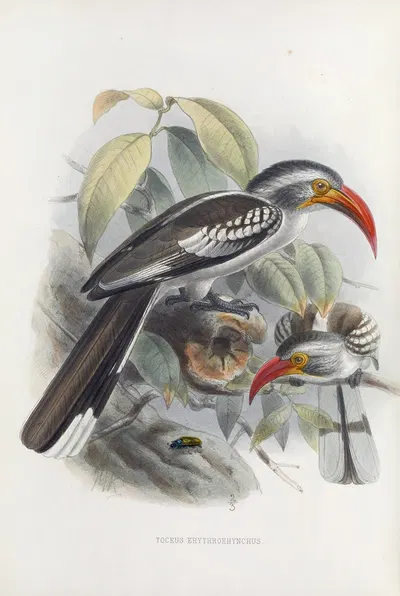 Tockus erythrorhynchus by Daniel Giraud Elliot, 1882 — digital art print download