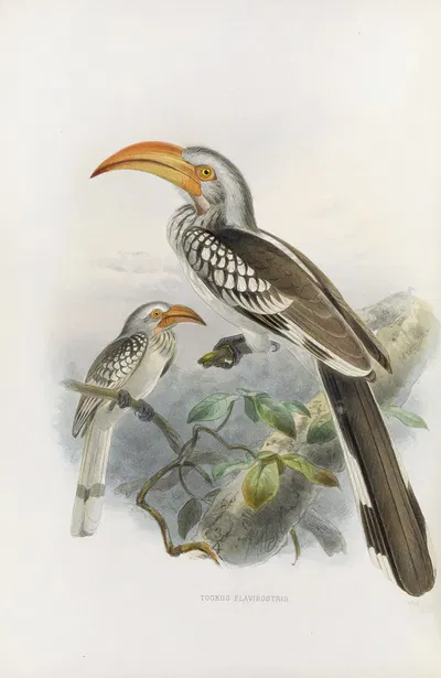 Tockus flavirostris by Daniel Giraud Elliot, 1882 — digital art print download