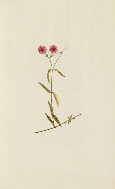 Selectarum stirpium Americanarum historia Pl.035 by Nikolaus Joseph Freiherr von Jacquin, 1780 — digital art print download