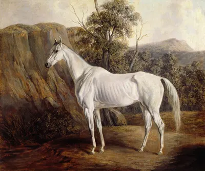 BOLIVIA by Edward Troye, 1836 — digital art print download