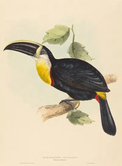 Osculant Toucan by Elizabeth Gould — digital art print download