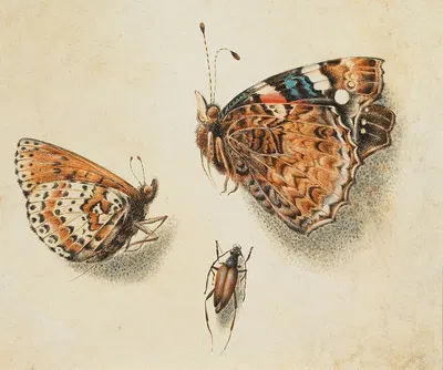 Two butterflies and another insect by Giovanna Garzoni — digital art print download