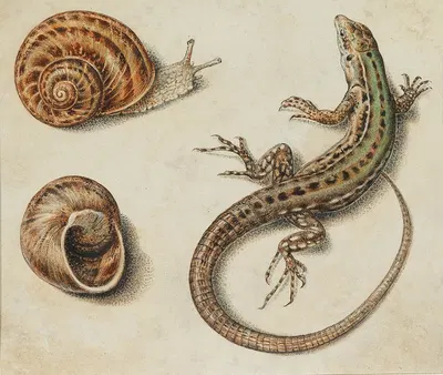 A lizard with a snail and a snail shell by Giovanna Garzoni — digital art print download