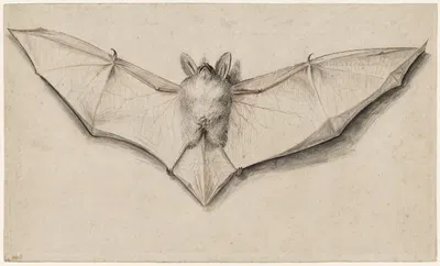 Bat with Outspread Wings by Ганс Хольбейн Младший, 1523 — digital art print download