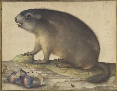 A Marmot with a Branch of Plums by Якопо Лигоззи, 1605 — digital art print download