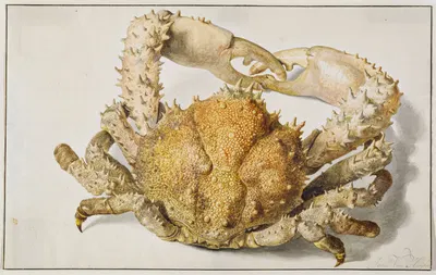 A Crab by Ян ван Хёйсум — digital art print download