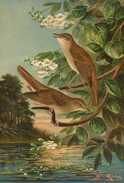 Erithacus luscinia, Erithacus philomela by Johann Friedrich Naumann — digital art print download