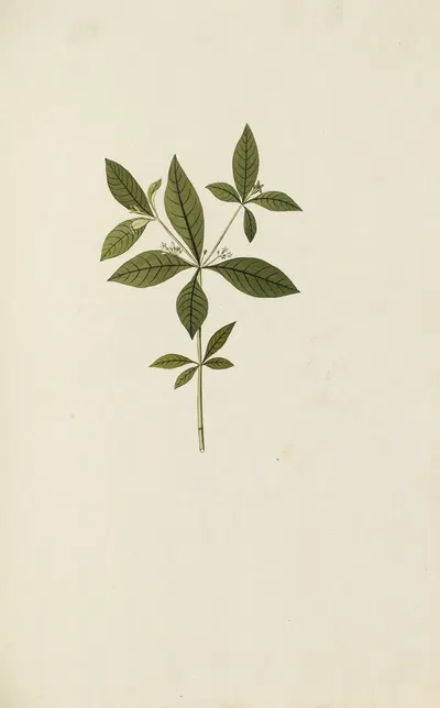 Selectarum stirpium Americanarum historia Pl.046 by Nikolaus Joseph Freiherr von Jacquin, 1780 — digital art print download