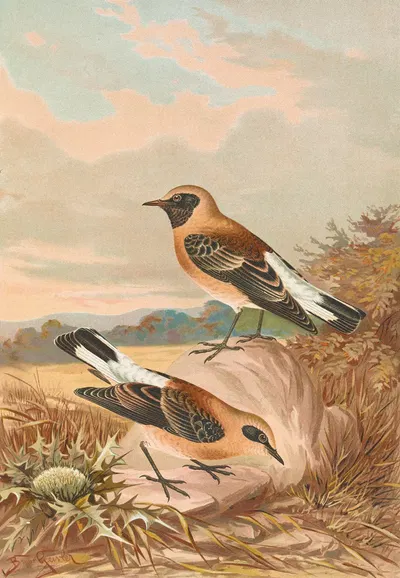 Saxicola stapazina, Saxicola aurita by Johann Friedrich Naumann — digital art print download