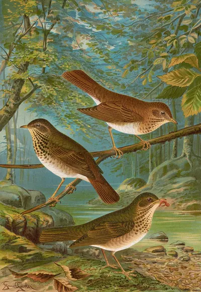 Turdus fuscescens, Turdus Pallassii, Turdus Swainsonii by Johann Friedrich Naumann — digital art print download