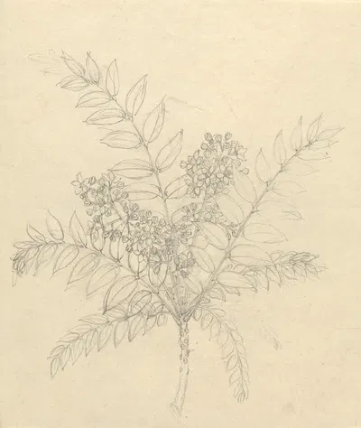 Clausena anisata by Luigi Balugani — digital art print download