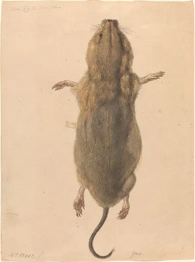 A Field Mouse, from Above by Johann Rudolph Schellenberg, c. 1775 — digital art print download