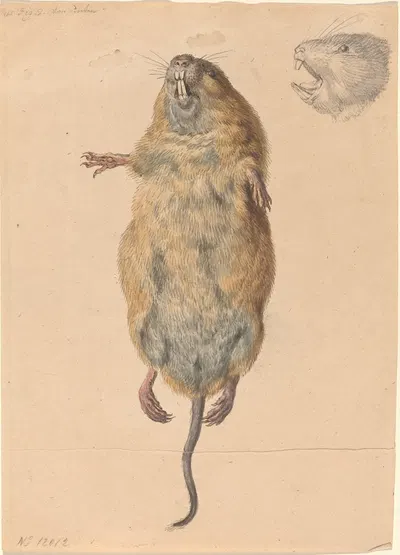 A Field Mouse, from Below by Johann Rudolph Schellenberg, c. 1775 — digital art print download