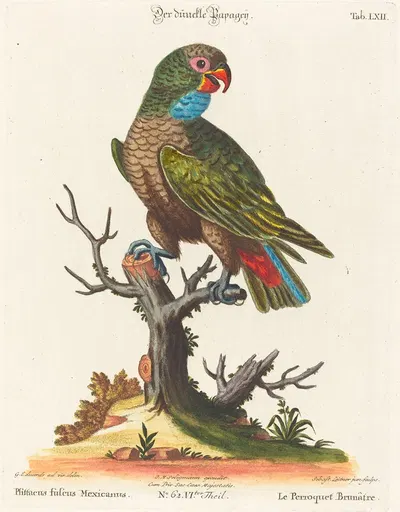 Leitner after George Edwards, Parrot by Johann Sebastian Leitner — digital art print download