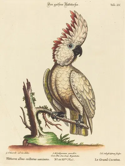 Psittacus albus cristatus maximus by Johann Sebastian Leitner — digital art print download