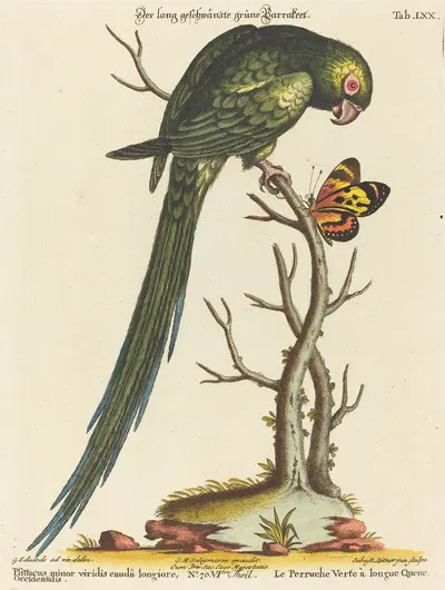 Psittacus minor viridis cauda longiore Occidentalis by Johann Sebastian Leitner — digital art print download
