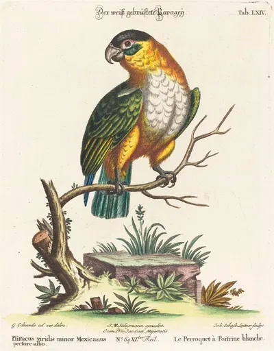 Psittacus viridis minor Mexicanus by Johann Sebastian Leitner — digital art print download