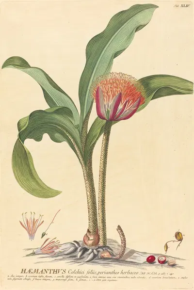 Haemanthus by Иоганн Якоб Хайд, 1750-1773 — digital art print download