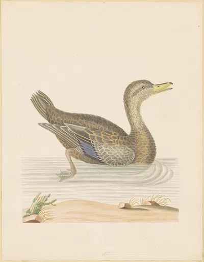 Roan Duck by John Abbot — digital art print download
