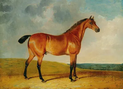 A bay horse in a vast landscape by John Frederick Herring Jr. — digital art print download