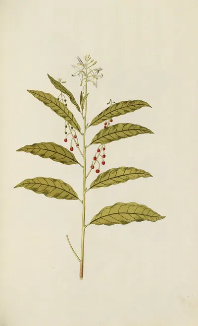 Selectarum stirpium Americanarum historia Pl.050 by Nikolaus Joseph Freiherr von Jacquin, 1780 — digital art print download