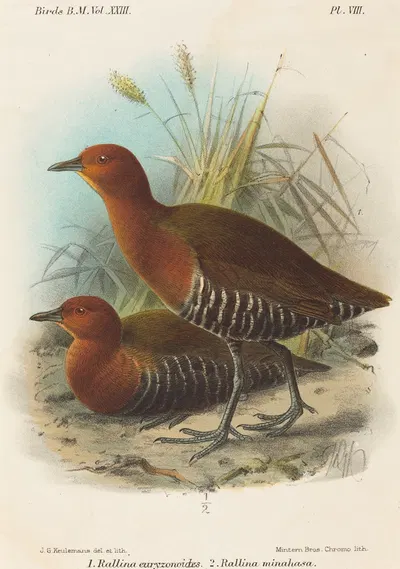 Birds of Philippines by John Gerrard Keulemans — digital art print download