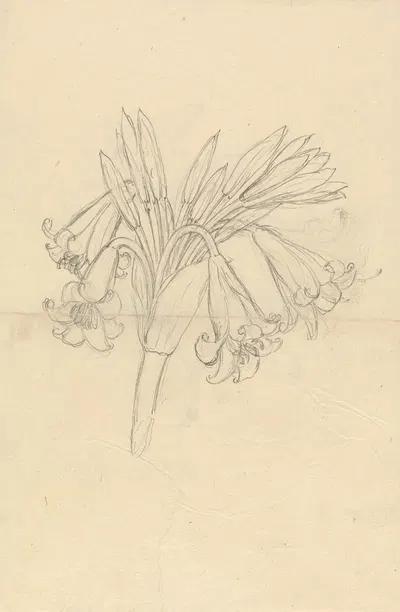 Crinum Schimperi by Luigi Balugani — digital art print download