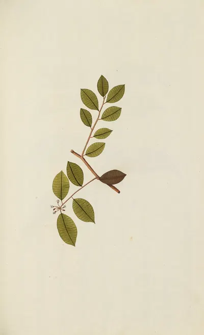 Selectarum stirpium Americanarum historia Pl.053 by Nikolaus Joseph Freiherr von Jacquin, 1780 — digital art print download