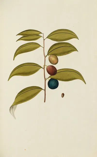 Selectarum stirpium Americanarum historia Pl.054 by Nikolaus Joseph Freiherr von Jacquin, 1780 — digital art print download