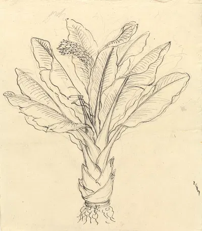 Ensete Ventricosum 3 by Luigi Balugani — digital art print download