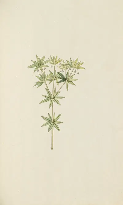 Selectarum stirpium Americanarum historia Pl.057 by Nikolaus Joseph Freiherr von Jacquin, 1780 — digital art print download