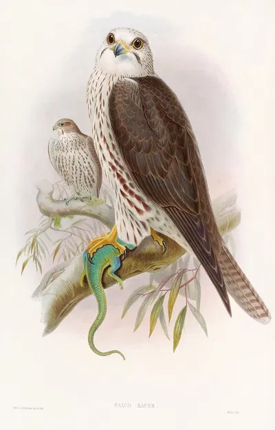 Saker Falcon by John Gould, 1850-1883 — digital art print download
