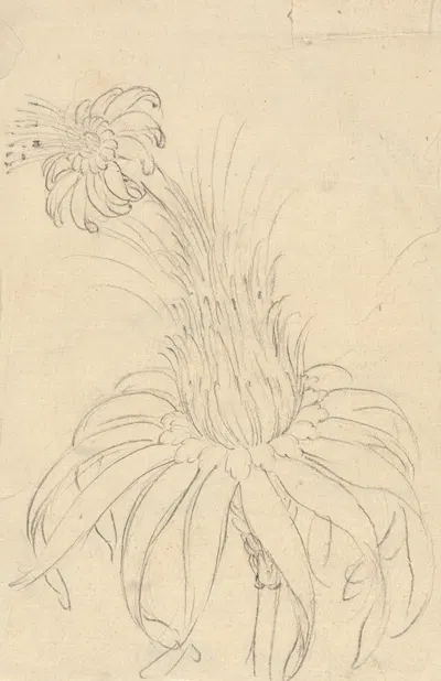 Michauxia Campanuloides by Luigi Balugani — digital art print download