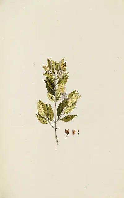 Selectarum stirpium Americanarum historia Pl.063 by Nikolaus Joseph Freiherr von Jacquin, 1780 — digital art print download