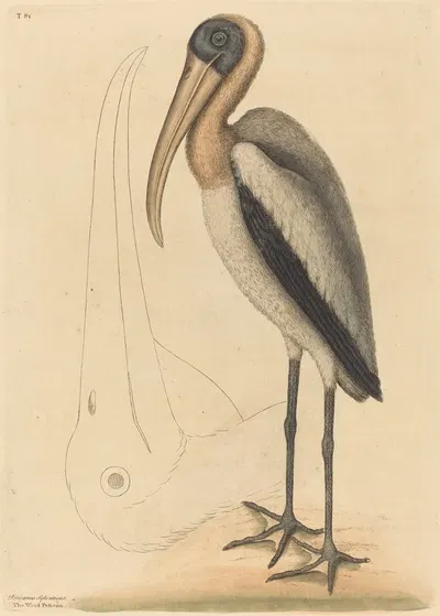 The Wood Pelican (Tantalus Loculator) by Mark Catesby, 1731-1743 — digital art print download