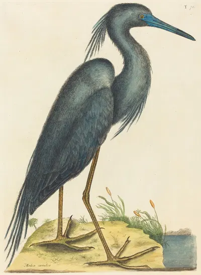 The Blue Heron (Ardea coerulea) by Mark Catesby, 1731-1743 — digital art print download