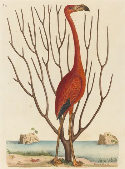 The Flamingo (Phoenicopterus ruber) by Mark Catesby, 1731-1743 — digital art print download