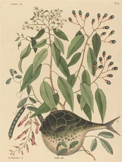 The Globe Fish (Tetrodon lagocephalus) by Mark Catesby, 1731-1743 — digital art print download