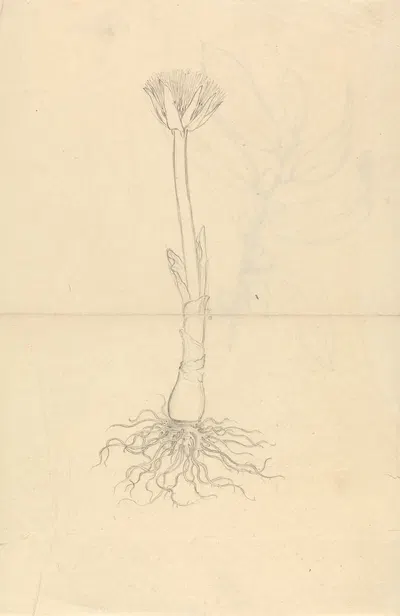 Scadoxus Puniceus by Luigi Balugani — digital art print download